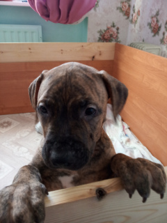 Photo №3. APBT puppy for sale from titled parents. Proven offspring, good blood, clean. Russian Federation