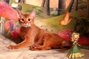 Photo №2 to announcement № 1113 for the sale of abyssinian cat - buy in Russian Federation breeder