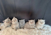 Photo №1. british shorthair - for sale in the city of Gottskär | Is free | Announcement № 119395