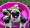 Photo №1. pug - for sale in the city of Sydney | 317$ | Announcement № 71696