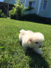 Photo №2 to announcement № 10987 for the sale of bichon frise - buy in Russian Federation from nursery