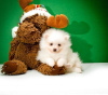 Photo №1. pomeranian - for sale in the city of Arizona City | negotiated | Announcement № 76557