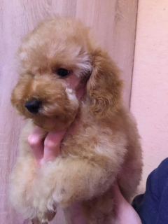 Photo №2 to announcement № 1030 for the sale of poodle (toy) - buy in Russian Federation breeder