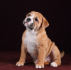 Photo №1. english bulldog - for sale in the city of Vsevolozhsk | negotiated | Announcement № 11767