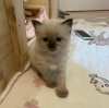 Photo №2 to announcement № 109684 for the sale of ragdoll - buy in Germany private announcement