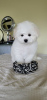 Photo №1. bichon frise - for sale in the city of Khmelnitsky | 1426$ | Announcement № 48768