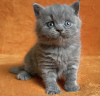 Photo №2 to announcement № 98186 for the sale of british shorthair - buy in United States private announcement