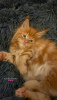 Photo №2 to announcement № 102670 for the sale of maine coon - buy in Germany breeder