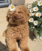 Photo №2 to announcement № 103370 for the sale of poodle (toy) - buy in United States private announcement