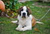 Photo №1. st. bernard - for sale in the city of Minsk | 766$ | Announcement № 7993