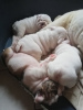 Additional photos: English bulldog puppies