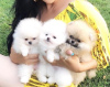 Photo №2 to announcement № 32010 for the sale of pomeranian - buy in Germany private announcement