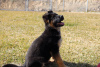 Additional photos: Entzückende deutsche Schäferhund-Welpen stehen zur Adoption zur Verfügung