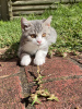 Photo №3. British short-haired kittens. United Kingdom