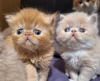 Photo №1. persian cat - for sale in the city of Paris | negotiated | Announcement № 120542