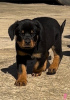 Photo №1. rottweiler - for sale in the city of Bakersfield | 650$ | Announcement № 50499