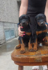 Photo №1. dobermann - for sale in the city of Ruma | 528$ | Announcement № 110269