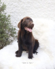 Photo №1. labrador retriever - for sale in the city of Jena | 527$ | Announcement № 99569