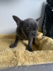 Photo №3. Healthy French Bulldog puppies available for Adoption. Germany