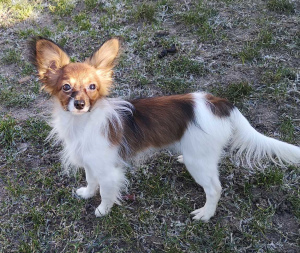 Photo №1. papillon dog - for sale in the city of Plunge | Negotiated | Announcement № 5457