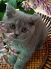 Additional photos: British blue female cats, legal breeding