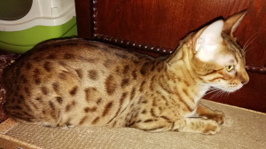 Photo №2 to announcement № 2509 for the sale of bengal cat - buy in Russian Federation private announcement, breeder