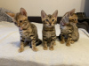 Photo №3. bengal kittens. Russian Federation