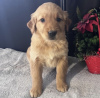 Photo №2 to announcement № 103626 for the sale of golden retriever - buy in United States private announcement