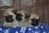 Photo №2 to announcement № 53184 for the sale of pug - buy in United States 