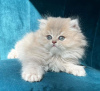 Photo №1. ragdoll - for sale in the city of New York | 250$ | Announcement № 104321