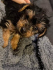 Photo №1. yorkshire terrier - for sale in the city of Riekstukalns | negotiated | Announcement № 85343