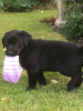 Photo №3. Gorgeous Labrador Puppies Ready for Their Forever Homes!. Greenland