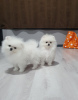 Photo №2 to announcement № 95363 for the sale of pomeranian - buy in Georgia private announcement, from nursery, breeder