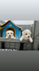 Photo №1. bichon frise - for sale in the city of Tennessee City | negotiated | Announcement № 15649