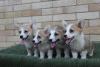 Photo №4. I will sell welsh corgi in the city of Bačka Topola.  - price - 581$