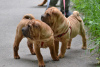 Photo №2 to announcement № 52638 for the sale of shar pei - buy in Russian Federation private announcement