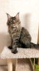 Photo №1. maine coon - for sale in the city of Tolyatti | 1200$ | Announcement № 23866