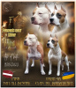 Photo №1. american staffordshire terrier - for sale in the city of Saulkrasti | 634$ | Announcement № 60555