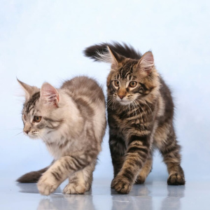 Photo №3. Maine Coon Kittens from Alex Lynx Kennel. Russian Federation