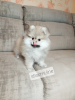 Photo №2 to announcement № 15596 for the sale of pomeranian - buy in Belarus from nursery, breeder