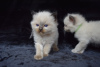 Photo №3. Top Quality Ragdoll kittens Ready now. United States