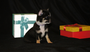 Photo №2 to announcement № 1274 for the sale of chihuahua - buy in Russian Federation breeder