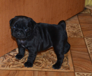 Photo №4. I will sell pug in the city of Vladimir. private announcement - price - 325$