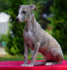 Photo №1. whippet - for sale in the city of Aleksandria | 1585$ | Announcement № 55608