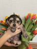 Additional photos: Puppies of a Chinese crested dog