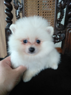 Photo №1. pomeranian - for sale in the city of Minsk | 350$ | Announcement № 2430