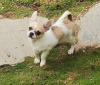 Photo №4. I will sell chihuahua in the city of Vienna. breeder - price - negotiated