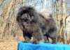 Additional photos: Chow Chow dogs for sale