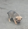 Photo №2 to announcement № 9242 for the sale of non-pedigree dogs - buy in Ukraine private announcement