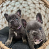Photo №1. french bulldog - for sale in the city of Амстердам | negotiated | Announcement № 44009